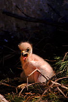 Bonelli's eagle chick in nest, Spain