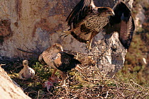 Bonelli's eagle family at nest, Spain