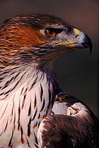 Bonelli's eagle female head portrait, Spain