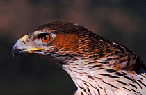 Bonelli's eagle (Hieraaetus fasciatus) female. Spain, Europe