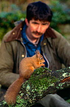 Artist, Derek Robertson, studies tame Red squirrel {Sciurus vulgaris} Scotland, UK