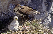 Bonelli's eagle (Hieraaetus fasciatus) adult and chick at nest, Spain