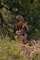 Short toed eagle and chick at nest, Spain