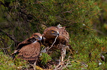 Short toed eagle with chick at nest, Spain