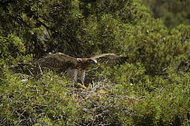 Short toed eagle {Circaetus gallicus} juvenile spreading wings at nest, Spain