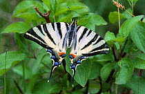 Scarce Swallowtail butterfly (Iphiclides podalirius) Europe
