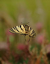 Scarce swallowtail butterfly flying