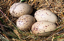 Purple swamphen / gallinule (Porphyrio porphyrio) four eggs in nest, Spain