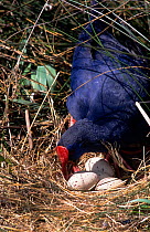 Purple swamphen / gallinule (Porphyrio porphyrio) tending to eggs on nest, Spain