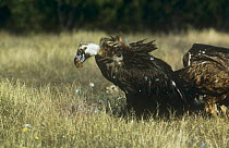 European black vulture (Aegypius monachus) feeding on grassland, Spain