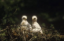 Booted eagle (Aquila pennata) two chicks in nest, Spain