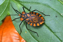 Assassin bug on leaf (Reduviidae sp) Costa Rica