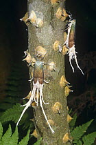 Reticulated planthoppers (Pterodictya reticularis) on (Zanthoxylon) at night, Ecuador