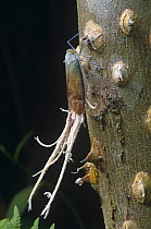 Reticulated planthoppers (Pterodictya reticularis) on Zanthoxylon, Ecuador