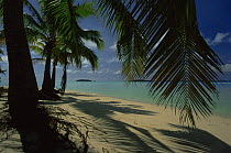 Coconut Palms and coral lagoon. Aitutaki, Cook Islands.