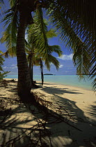 Coconut Palms and coral lagoon. Aitutaki, Cook Islands.