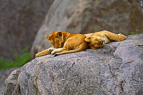 Lion cubs on rock.Serengeti NP (Panthera leo)Tanzania