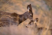 Mule deer with young. Montana (Odocoileus hemionus) USA.