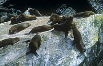 New Zealand Fur Seals (Arctocephalus forsteri) climbing up onto rocks to bask