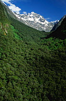 Southern Beech (Nothofagus) forest, Fjordland, South Island, New Zealand