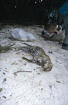Poached Leopard {Panthera pardus} on river bank, Gabon