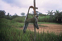Moustached monkey {Cercopithecus cephus} killed for bushmeat, Gabon