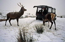 Simon King filming Red deer {Cervus elaphus}  from back of buggy, Scotland, for BBC programme "Rannoch the Red Deer"