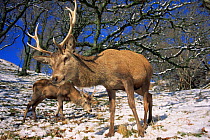 Red deer stags feeding on snow covered ground (Cervus elaphus) Scotland