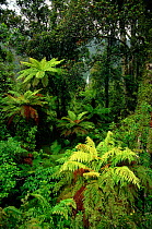 Tree ferns (Cyatheaceae). South Island, New Zealand