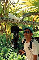 Cameraman Mike Pitts filming white tern on Henderson Island for BBC television series 'Nomads of the Wind'.