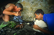 Cameraman Mike Pitts filming Coconut Crab {Birgus latro} on Henderson Island for BBC television series "Nomads of the Wind", 1992
