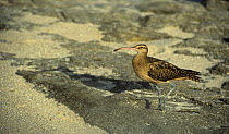 Bristle thighed curlew (Numenius tahitiensis) on beach, Henderson Island, Pacific, vulnerable species