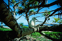 White / Fairy Tern (Gygis alba) perched on branch next to single egg,  Henderson Island. The chick must hatch and grow to fledging without once toppling off its perch. If it falls it will be eaten by...