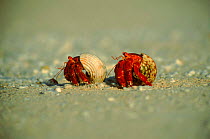 Scarlet land hermit crab. (Coenobita sp) Henderson Island. These crabs specialise in beach life, avoiding conflict with the primary forest-dwelling giant purple land hermit crabs