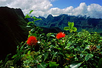 Ohia flowers (Metrosideros sp.). Tahiti volcanic mountain range,
