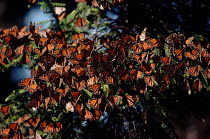 Monarch butterfly (Danaus plexippus) feeding. New Zealand