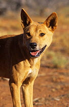 Immature female Dingo (Canis lupus dingo) portrait, Australia, vulnerable species