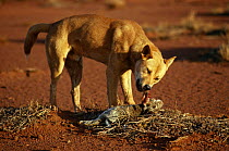 Dingo {Canis dingo} eating rabbit, Australia