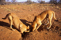Dingos (Canis lupus dingo) digging in rabbit hole, Australia, vulnerable species