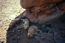 Three Dingos {Canis dingo} resting in shade under rocks, Australia
