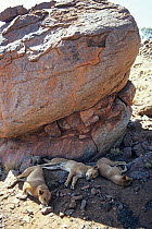 Three Dingos (Canis lupus dingo) resting in the shade of a large rock, Australia, vulnerable species