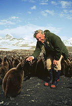 Sir David Attenborough with King Penguin chicks (Aptenodytes patagoni) St Andrews Bay, South Georgia. Taken in 1992 during the filming of Life in the Freezer.