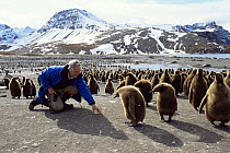 Sir David Attenborough with King Penguin chicks. St Andrews Bay, South Georgia. On location for Life in the Freezer 1992