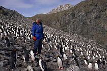 Sir David Attenborough in Macaroni penguin colony. South Georgia, 1992. On location for BBC series Life in the Freezer
