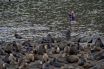 Cameraman Doug Allan films fur seals from the sea for BBC series Life in the Freezer, Bird Island. South Georgia, 1993