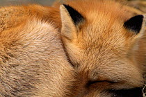 Red Fox close up sleeping (Vulpes vulpes)  Wildlife Park, Canada - captive