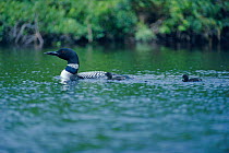 Great Northern Diver with chicks (Gavia immer)         Maine  USA