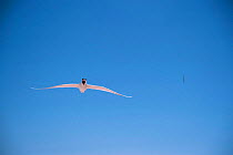 Caspian Tern (Hydroprogne caspia)  calling in flight, Gulf of Suez Desert Islands, Egypt