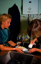 Cleaning oiled Guillemot at RSPCA wildlife hospital Taunton. 1997.