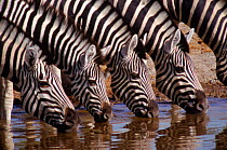 Common Zebras {Equus quagga} drinking, Etosha NP Namibia